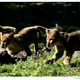 <em>NYT</em>: Watching Lion Cubs Is Like "Kitty Porn"
